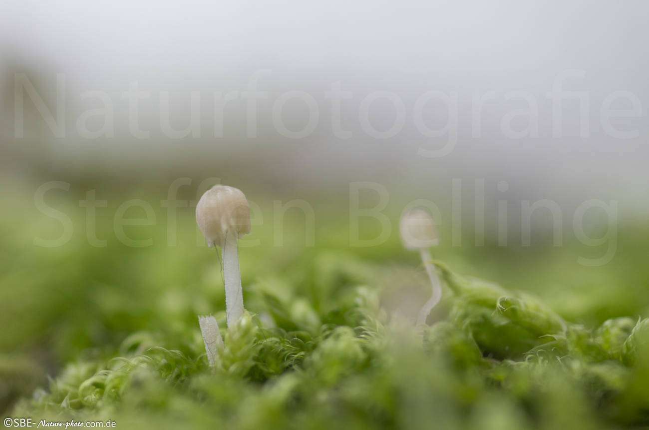 _IGP6160